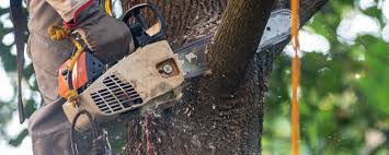 Professional Tree Care Services in Copiague, NY